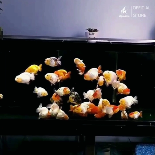 Cá Ranchu nhiều màu sắc như đỏ trắng, calico và sakura