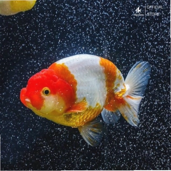 Cá Ranchu Sakura phối màu nhẹ nhàng và nổi bật