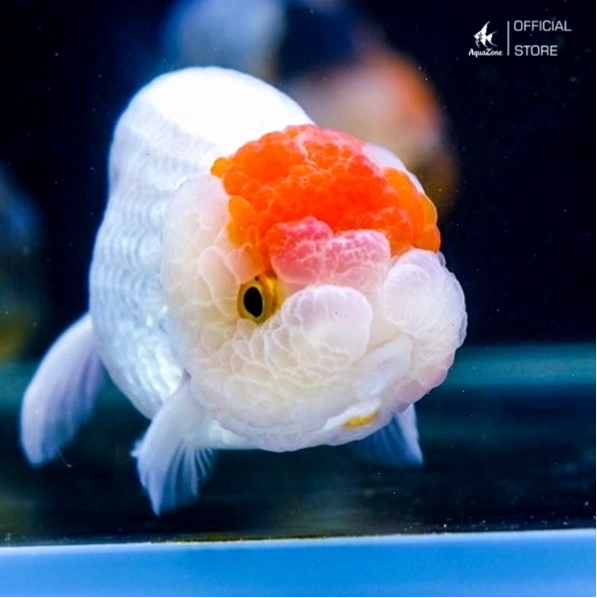 Cá Ranchu Tancho với chấm đỏ đặc trưng trên đầu