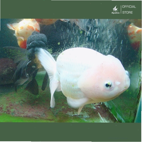 Cá Ranchu trắng với dáng tròn và màu sắc sáng
