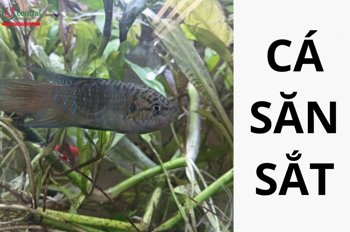 Cá săn sắt (Cá đuôi cờ, Cá cờ, Tiên cung, Rô thia - Macropodus opercularis L.)