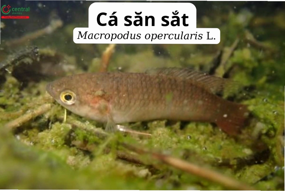 Cá săn sắt con non được bảo vệ trong tổ bọt