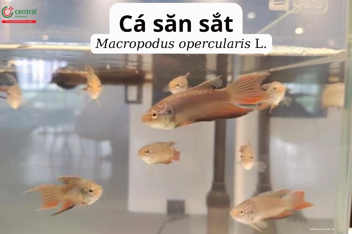 Cá săn sắt được chế biến thành món kho tiêu
