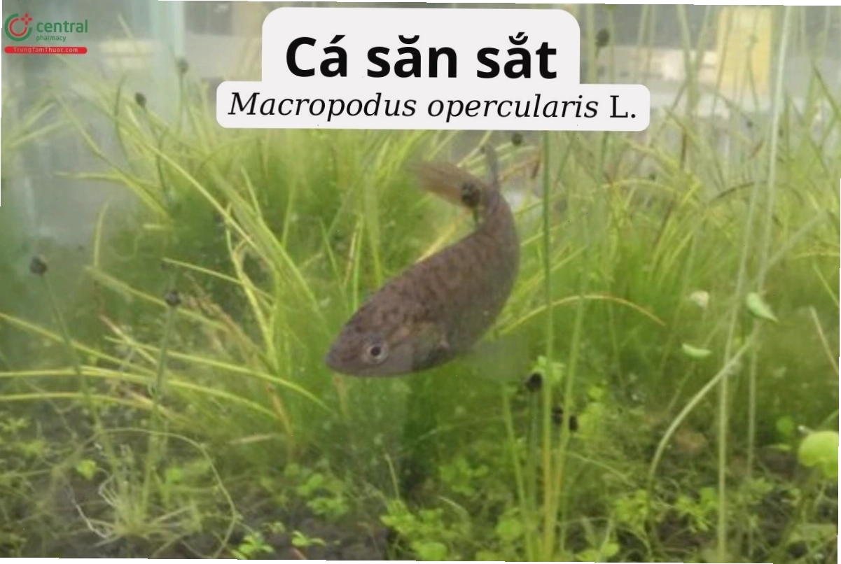 Cá săn sắt với bộ vây đuôi đẹp mắt