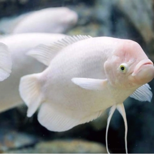 Cá tai tượng khổng lồ (Giant Gourami) với thân hình tròn đầy và vây đuôi lớn