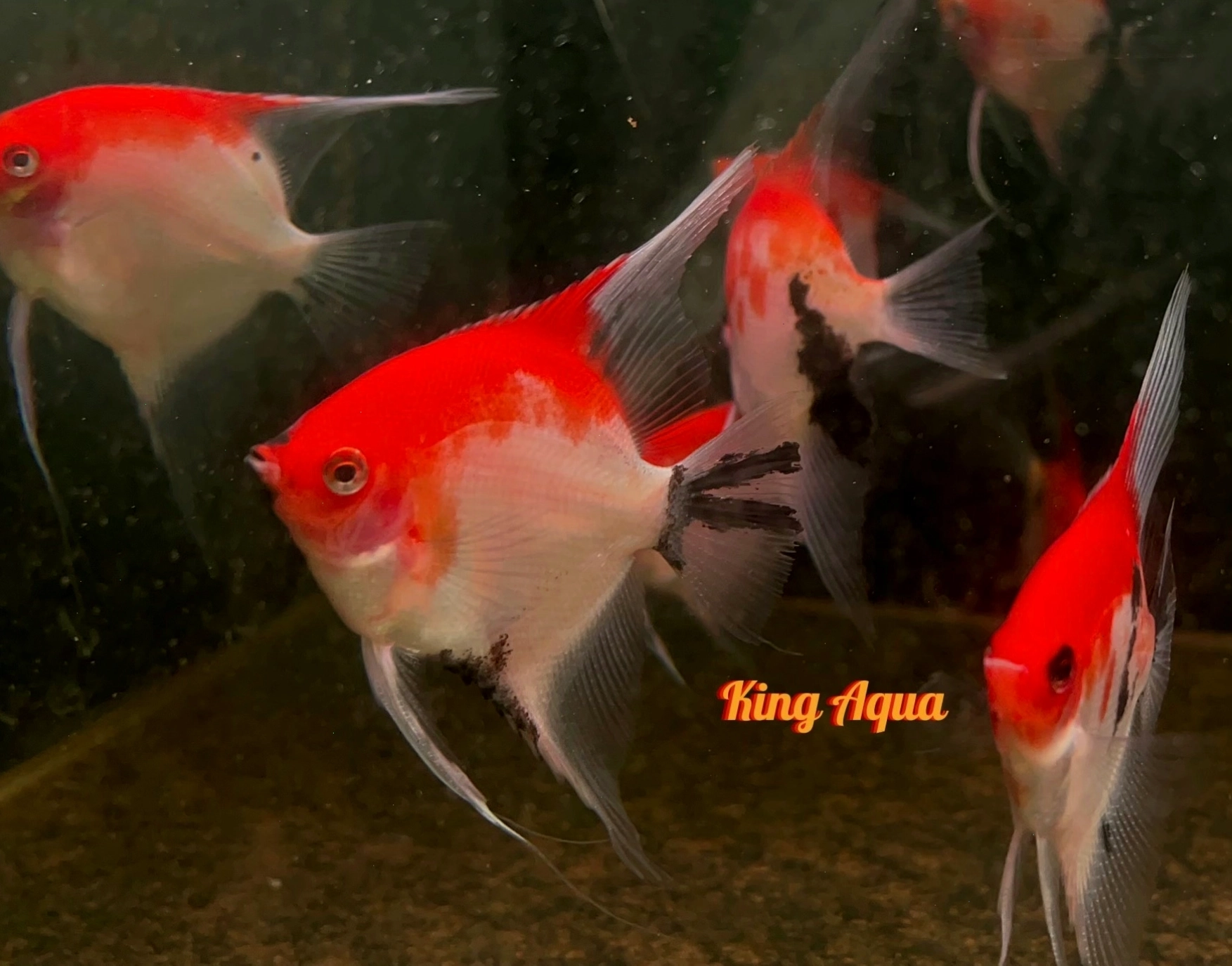 Cá Thần tiên Koi Red với màu sắc độc đáo