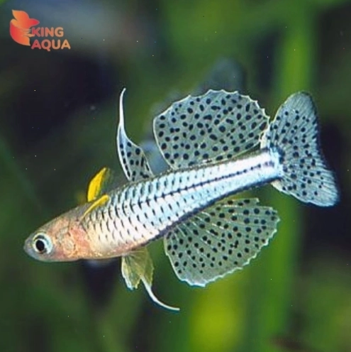 Cá Thủy sinh - Cá cầu vồng chấm bi