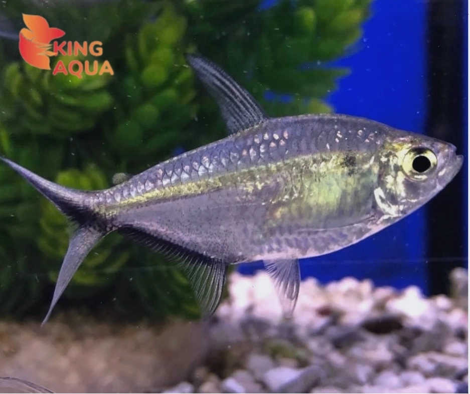 Cá thuỷ sinh Cắt kéo - Dòng cá cảnh đẹp nhỏ