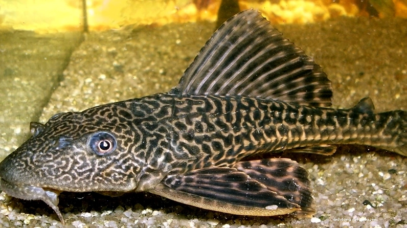 Cá tỳ bà thường Hypostomus plecostomus