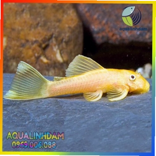 Cá Tỳ Bà Vàng đang ăn rêu trên thành bể