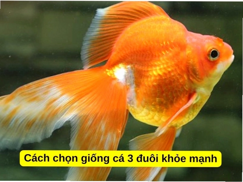 Cá vàng 3 đuôi khỏe mạnh có thân hình cân đối và màu sắc tươi tắn