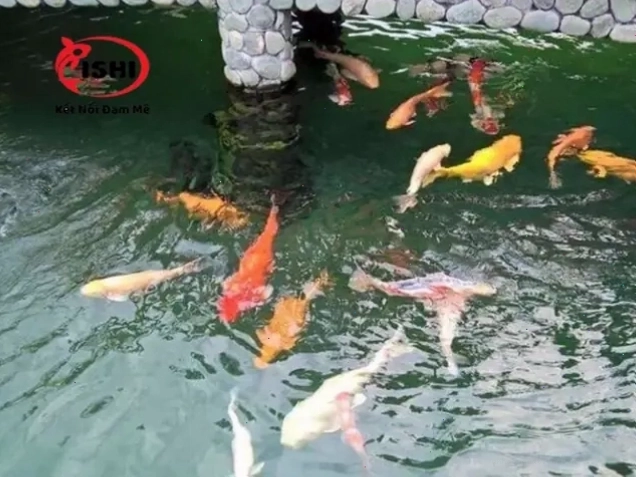 Cá vàng bơi lộn ngược dưới đáy hồ