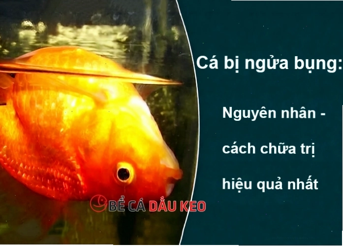 Cá vàng bơi ngửa bụng với bong bóng bị ảnh hưởng