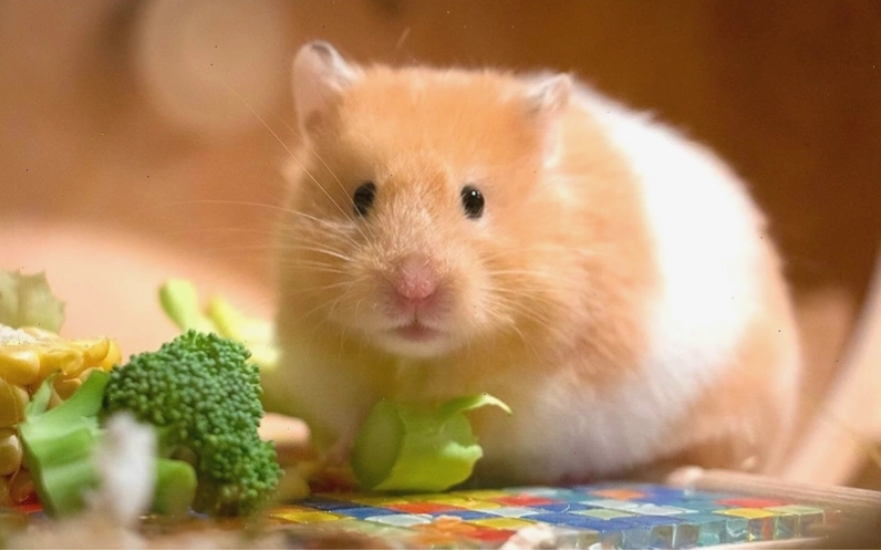 Các bệnh về da và lông của hamster