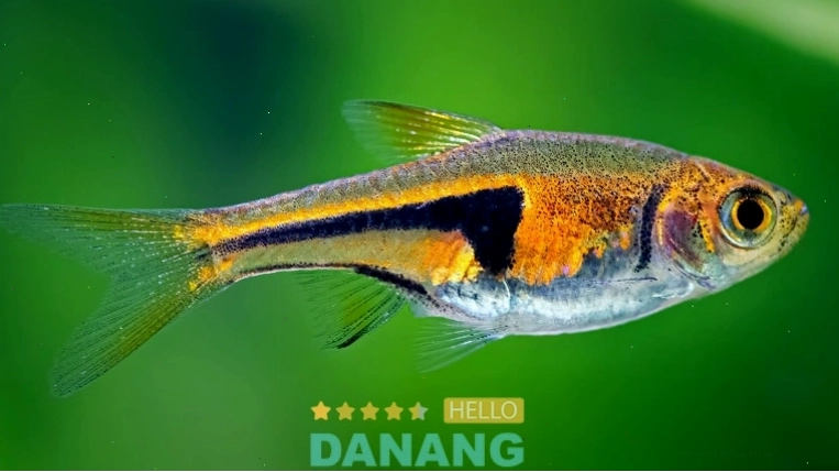 Các loại cá cảnh nước ngọt tại cửa hàng Cá Cảnh Hòa Bình
