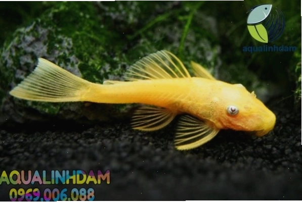 Các loại cá Tỳ Bà Vàng phổ biến trên thị trường