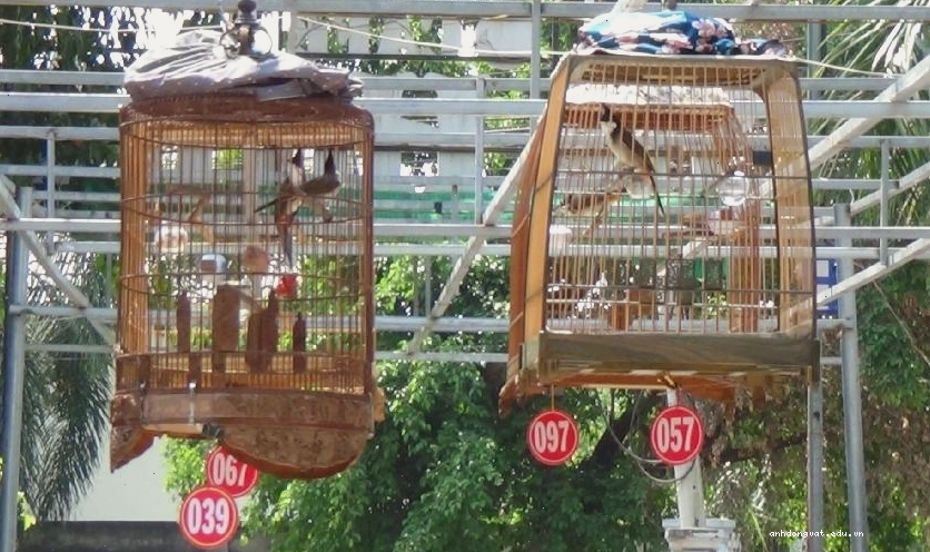 Các loại lồng chim chào mào phổ biến