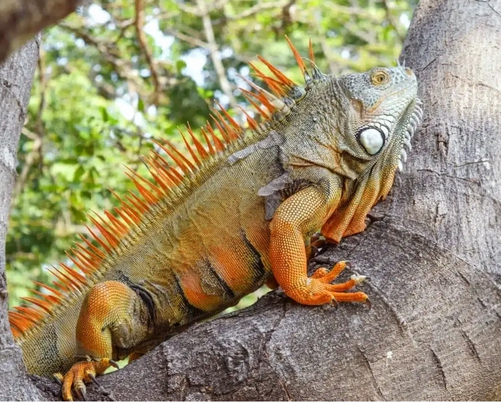 Các loại rồng Nam Mỹ với màu sắc đa dạng