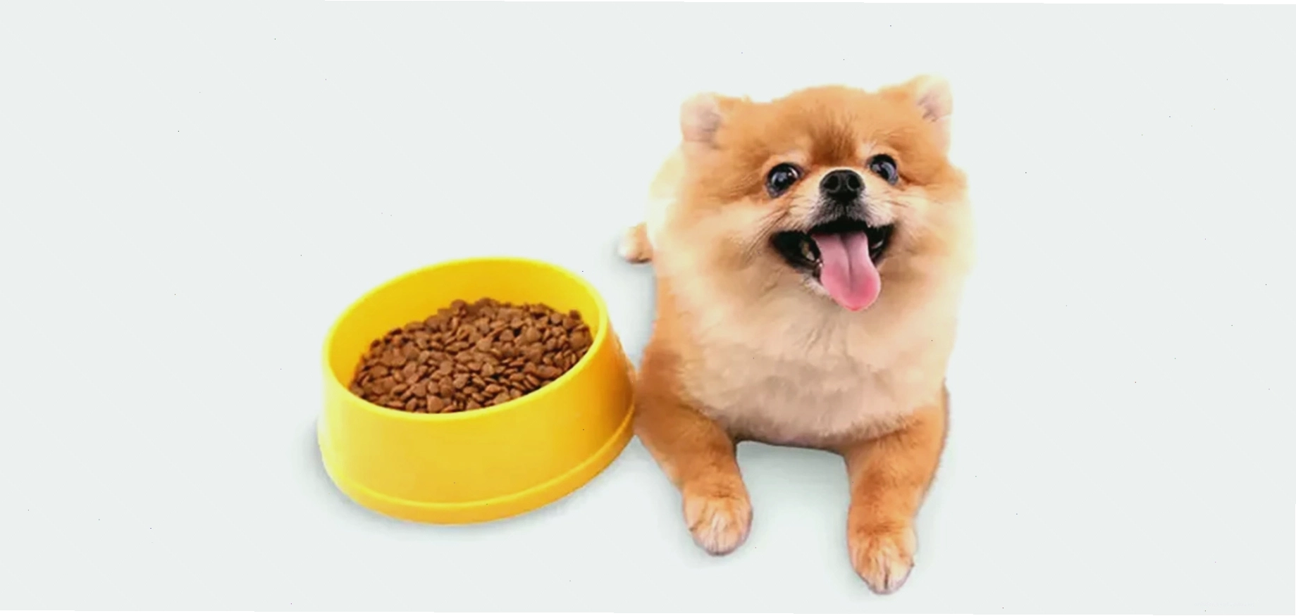 Các loại thức ăn cho chó con ốm