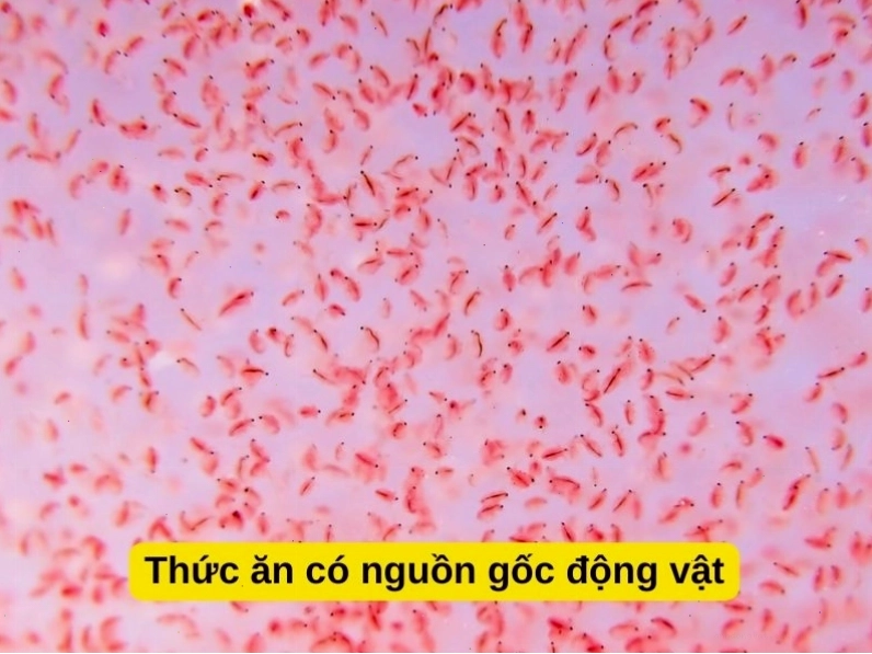 Các loại thức ăn giàu đạm cho cá ba đuôi như trùn chỉ và tôm