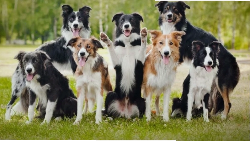 Các màu lông chó Border Collie phổ biến và đa dạng