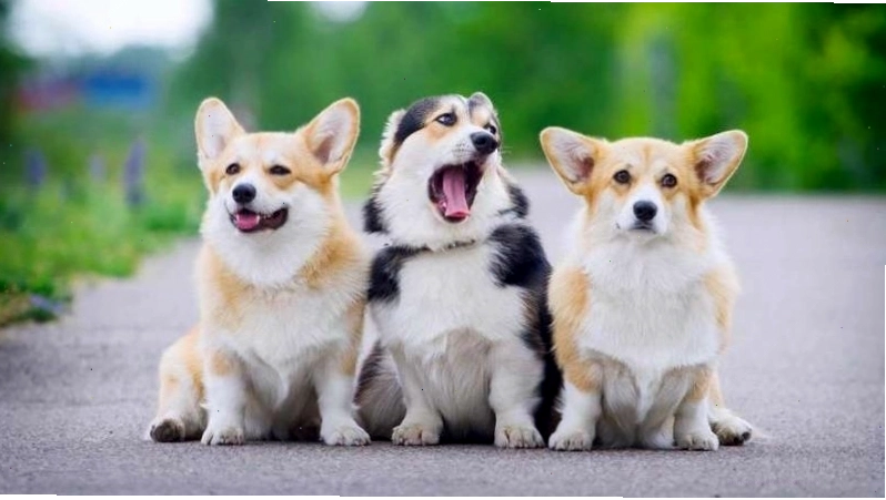 Các màu lông khác nhau của chó Corgi