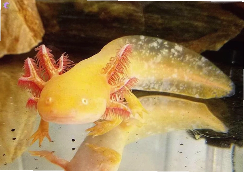 Các màu sắc đa dạng của kỳ nhông Mexico (Axolotl)