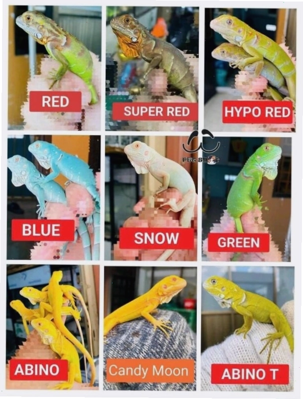 Các màu sắc Rồng Nam Mỹ đa dạng có trong bảng giá Iguana