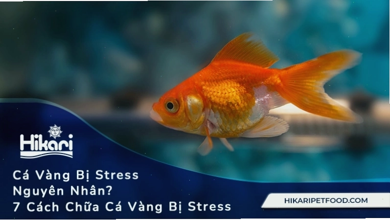 Các nguyên nhân và cách chữa cá vàng bị stress
