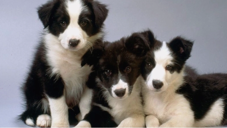 Các vấn đề sức khoẻ phổ biến ở chó Border Collie