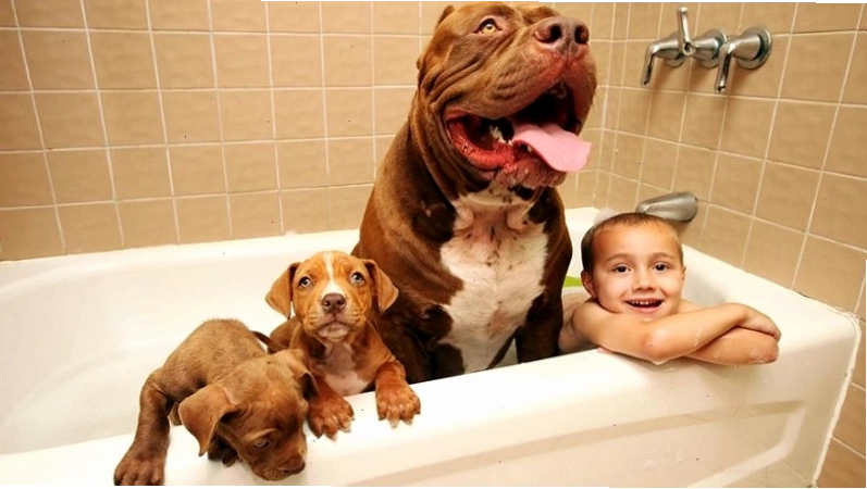 Cách chăm sóc và vệ sinh cho chó Bully