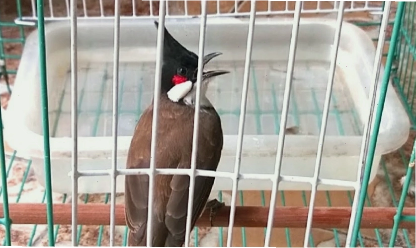 Cách tắm chim chào mào đúng kỹ thuật