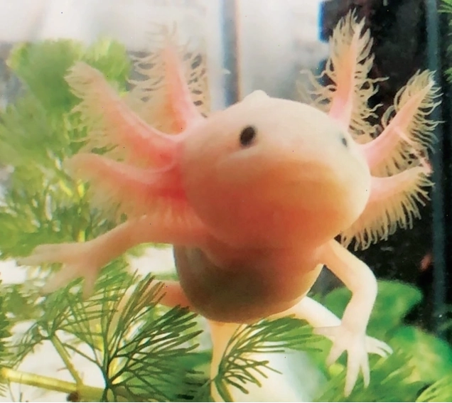 Cận cảnh bộ mang của kỳ nhông Axolotl