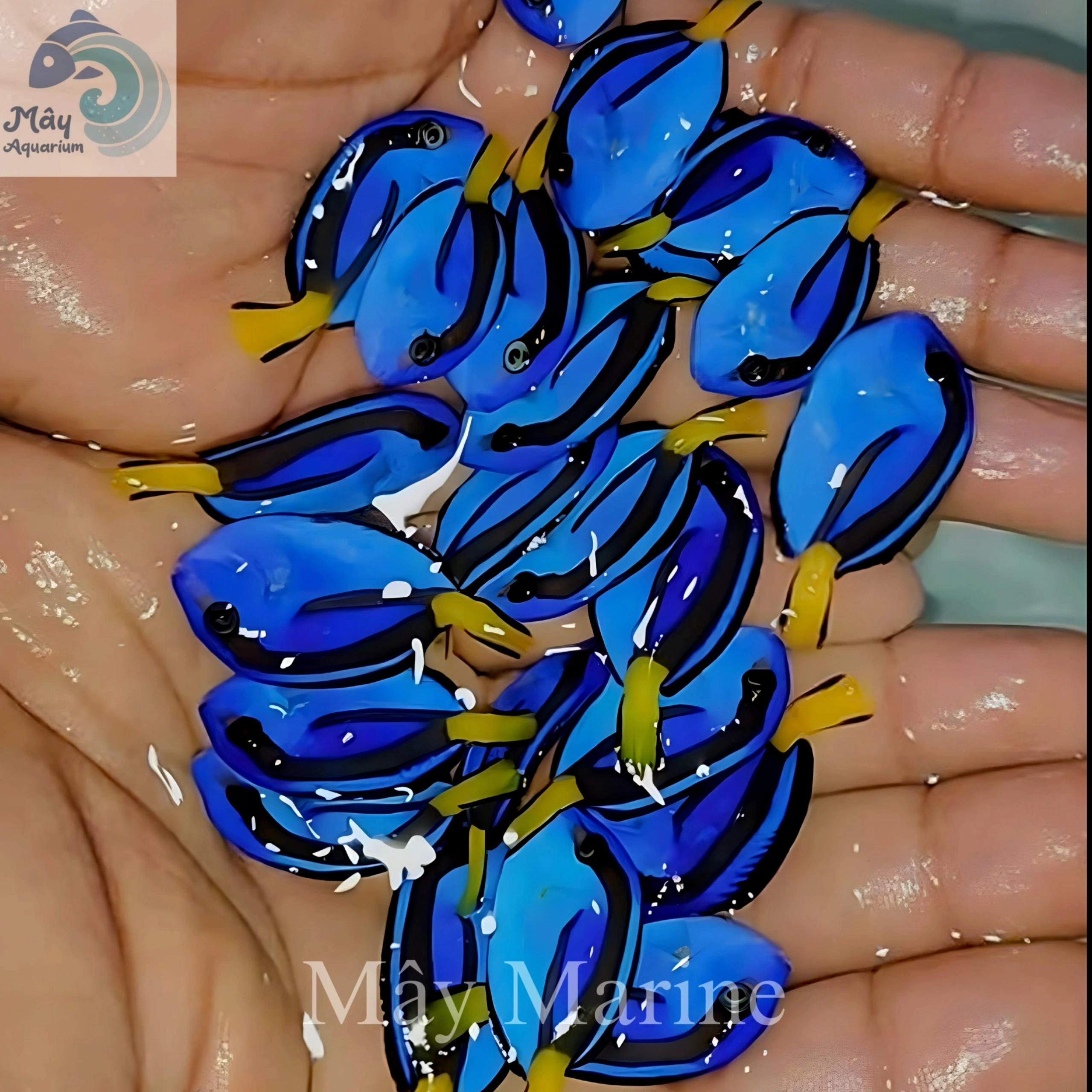Cận cảnh cá Blue Tang