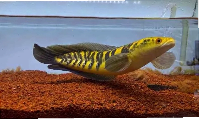 Cận cảnh cá lóc Yellow Sentarum với hoa văn vảy rồng vàng đặc trưng