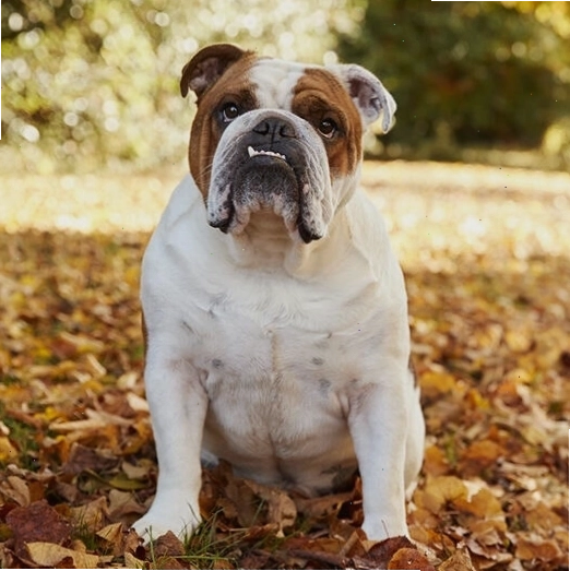 Cận cảnh khuôn mặt đặc trưng của chó Bulldog