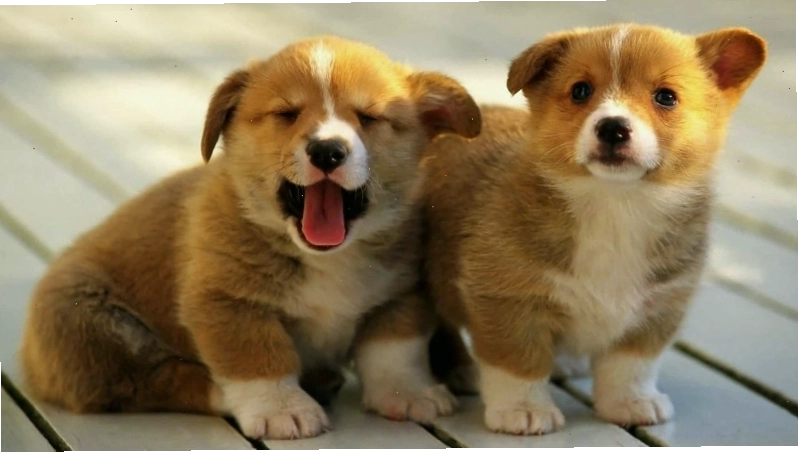 Cận cảnh khuôn mặt đáng yêu của chó Corgi