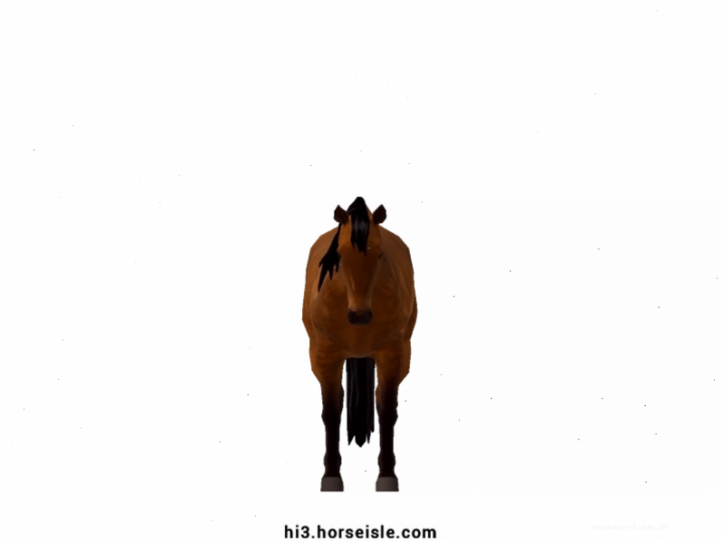 Cận cảnh khuôn mặt và màu lông Golden Mahogany Bay của ngựa Quarter Horse