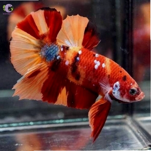 Cận cảnh một chú cá Betta Nemo Multi với nhiều màu sắc trên vây và thân