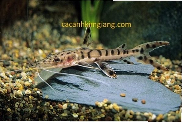 Cận cảnh vây và đầu của cá trê cọp