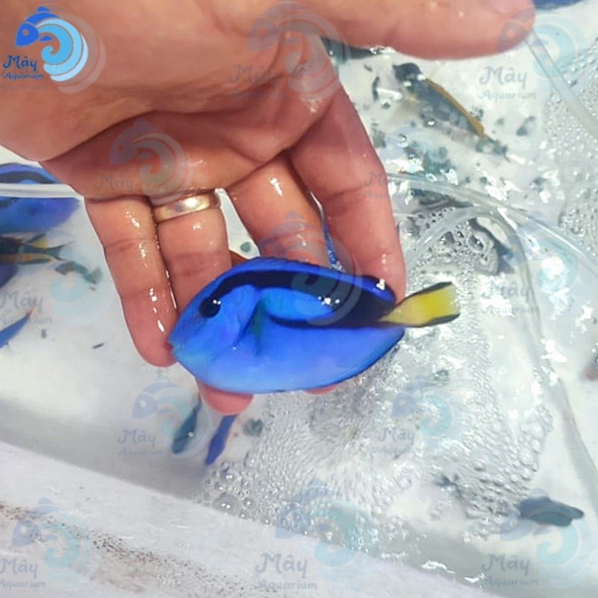 Cận cảnh vẻ đẹp của cá Dory (Blue Tang)