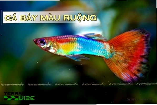 Cận cảnh vẻ đẹp rực rỡ của cá bảy màu ruộng đực