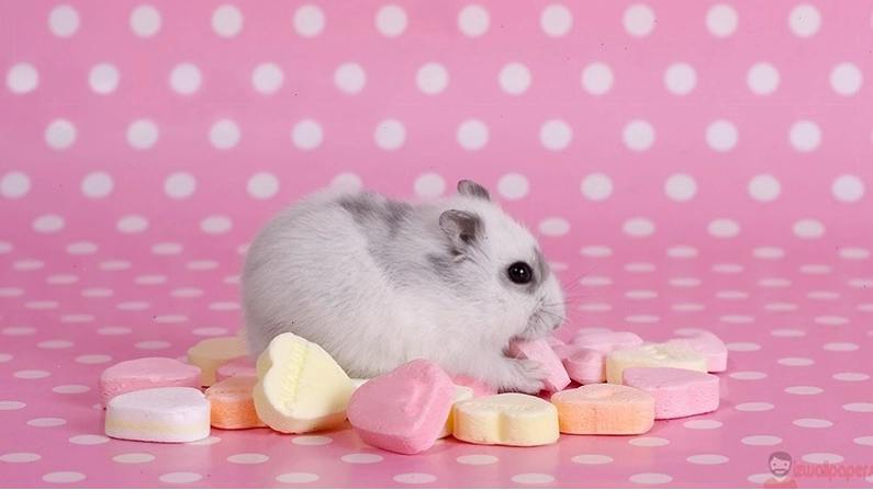 Cần theo dõi sức khỏe hamster để phát hiện bệnh sớm