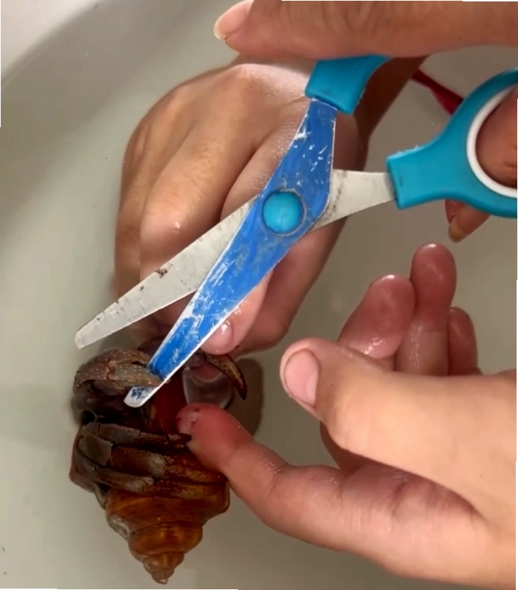 Cảnh báo từ ngành giáo dục về ốc mượn hồn