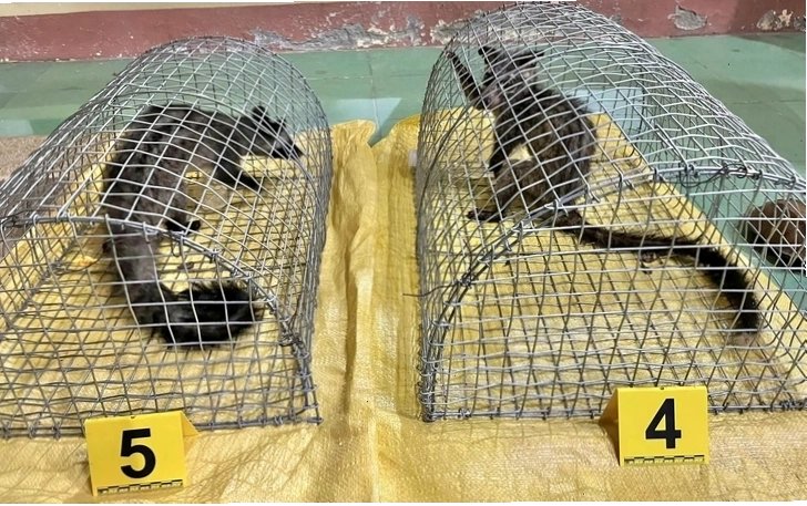 Cảnh báo về việc mua bán động vật hoang dã không phép