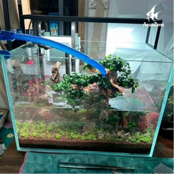 Châm nước đã xử lý vào bể cá mini