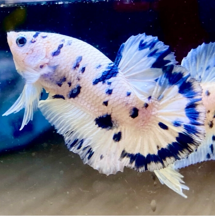 Chăm sóc cá betta black blue khỏe mạnh với môi trường sống sạch sẽ