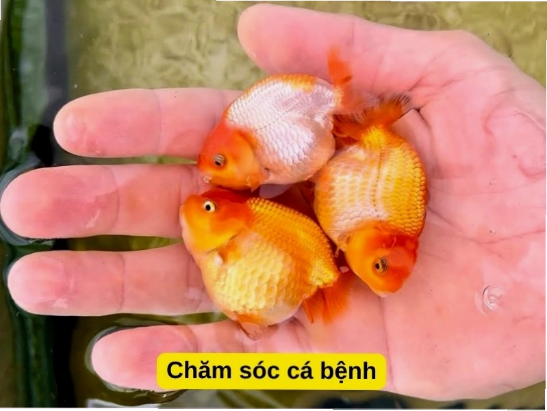 Chăm sóc cá vàng 3 đuôi bị bệnh