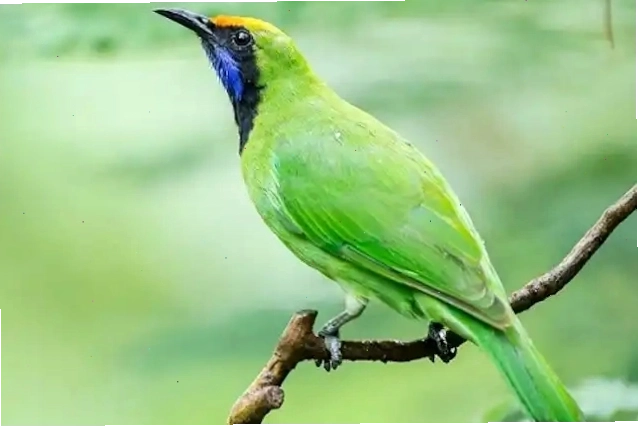 Chăm sóc chim Thanh Tước với chế độ ăn uống đa dạng