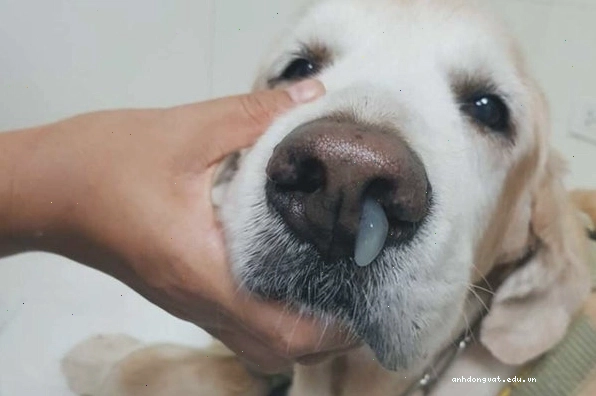 Chăm sóc chó khỏe mạnh mỗi ngày